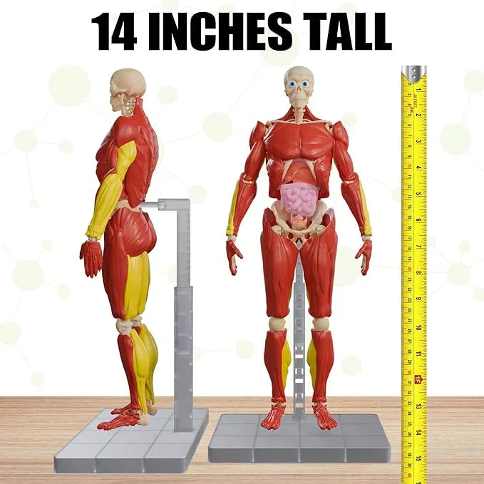 Science to The Max Interactive Human Body Fully Poseable Anatomy Figure - 14” Tall - BIG FRENCHIES