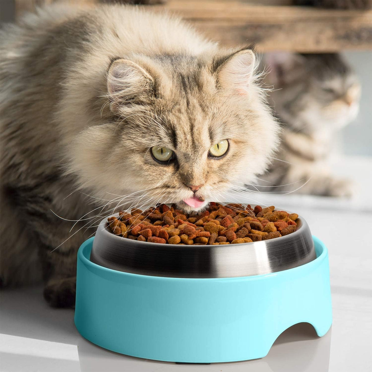 CatGuru Food Table for Cat Bowls - Standard / Aruba - image 4