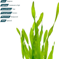 Live Plant - Tall Grass, Vallisneria Americana - Easy Care, Moderate to High Light, Bright Green Accent, Freshwater Aquatic Plant for Aquascaping - Lead Bunch