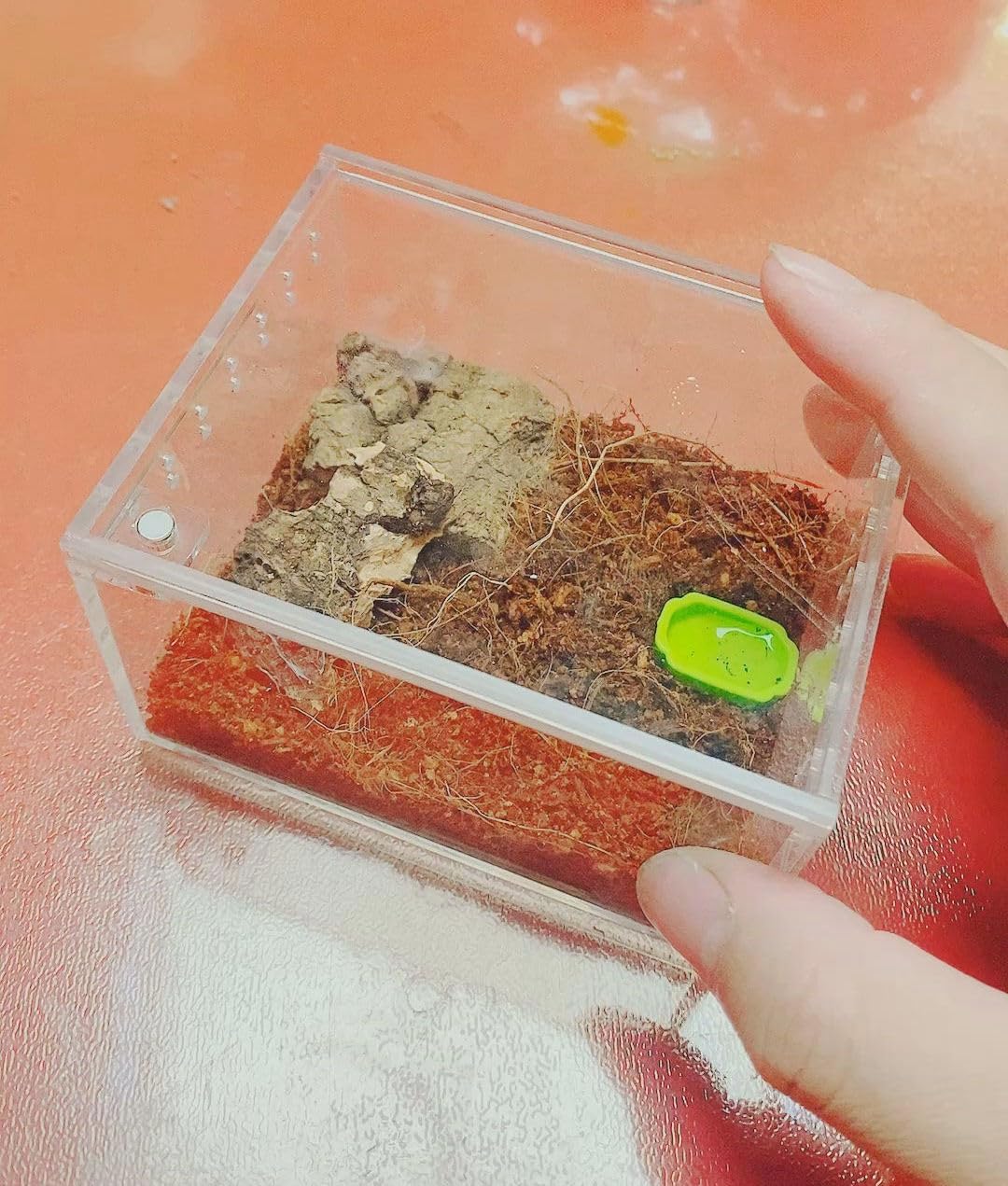 Insect breeding Box Reptile Feeding Box - image 2