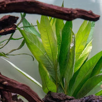 Live Plant - Nomaphila Stricta - Easy Care, Moderate to High Light, Green Accent, Freshwater Aquatic Plant for Aquascaping - Lead Bunch