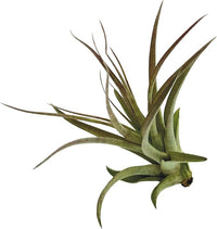 Air Plants - Tillandsia Brachycaulos Multiflora, Jumbo 5-7" - 3 ct - Live Arrival Guaranteed - House Plants for Home Decor & Gift