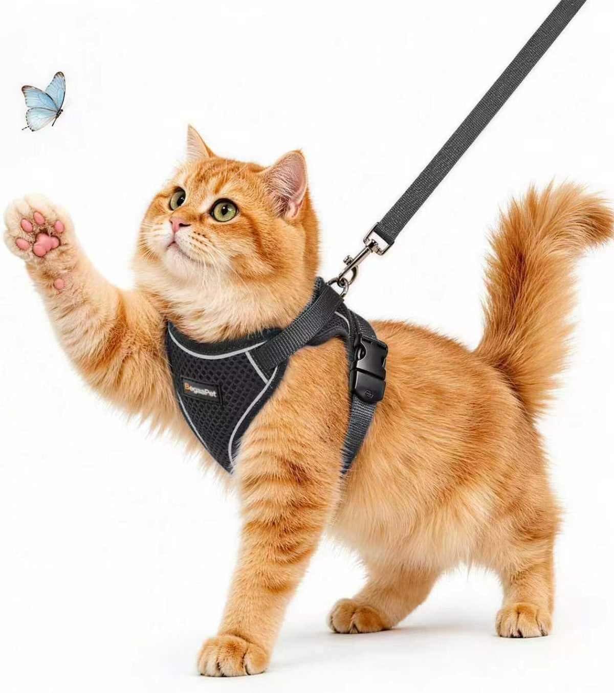 Cat Harness and Leash for Walking - Black / XS (4-6lb)