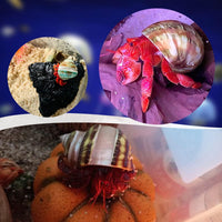 PPCLION Unstained Natural Hermit Crab Shells Pearl Turbo Seashell - image 2