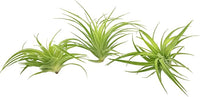 Live Air Plants - Tillandsia Geminiflora 1-3" - 1ct – ragnaroc Live Indoor Plant - Live Arrival Guaranteed - House Plants for Home Decor & Gift