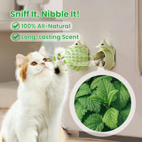 Catnip Toys with 6 Refill Catnip Balls & 3 Massage Shells – Essentials for Cats - image 4