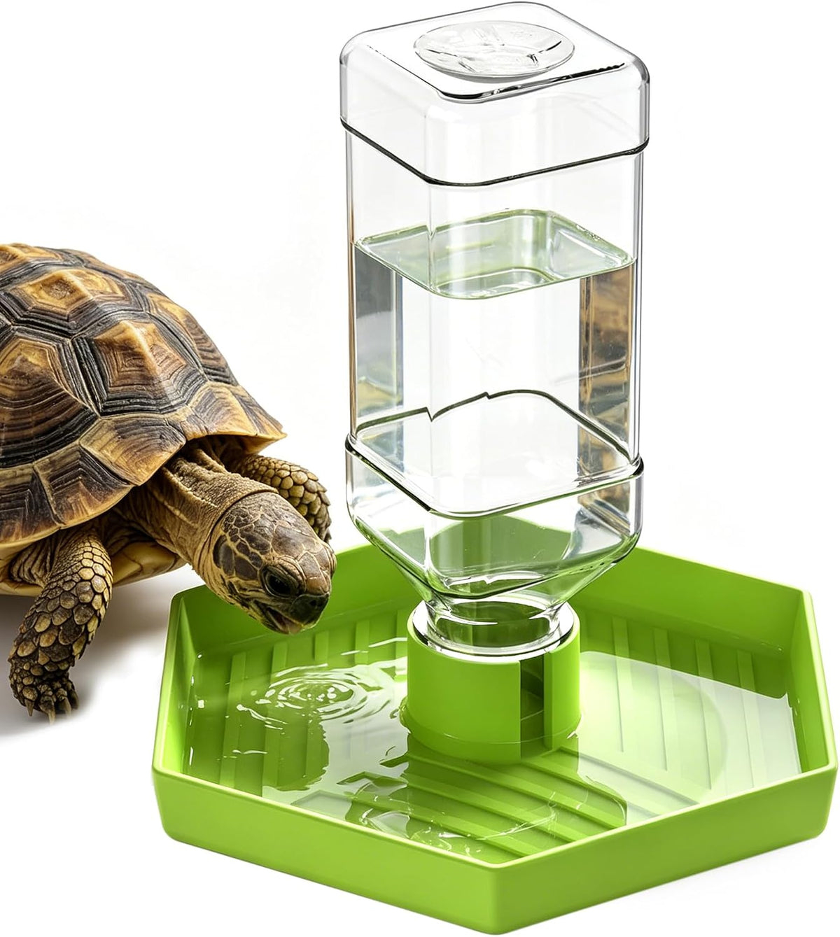 Reptile Water Dispenser Bowl for Bearded Dragon Tortoise – Essentials for Reptiles And Amphibians - Apple Green / L