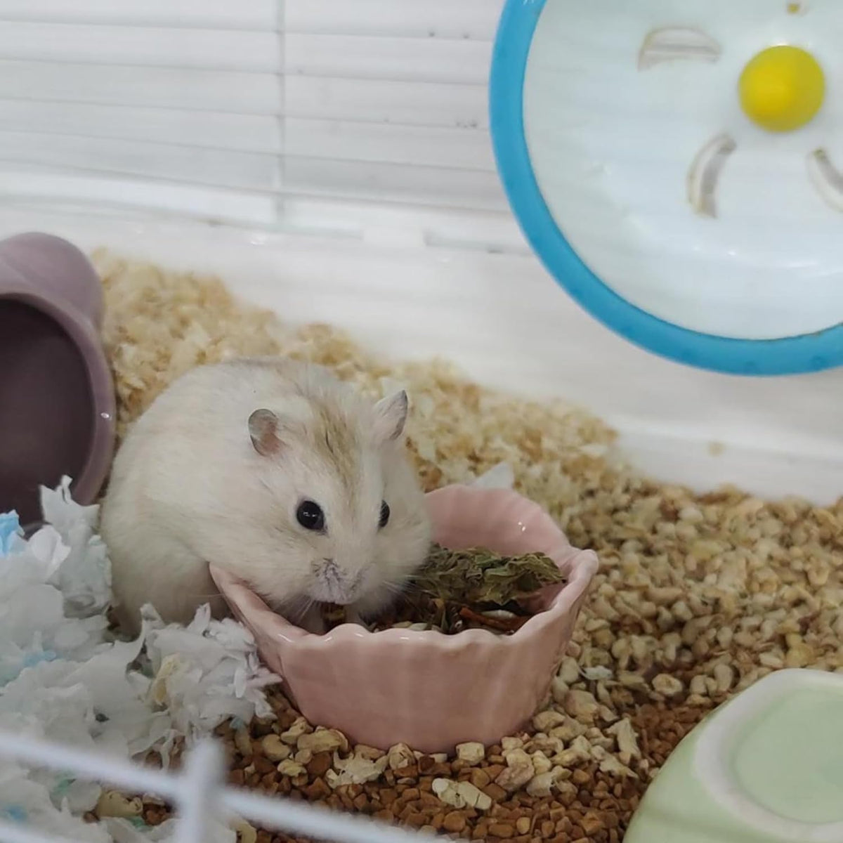Small Ceramic Pet Hamster Bowl - s,2pcs / Yellow+Green - image 2
