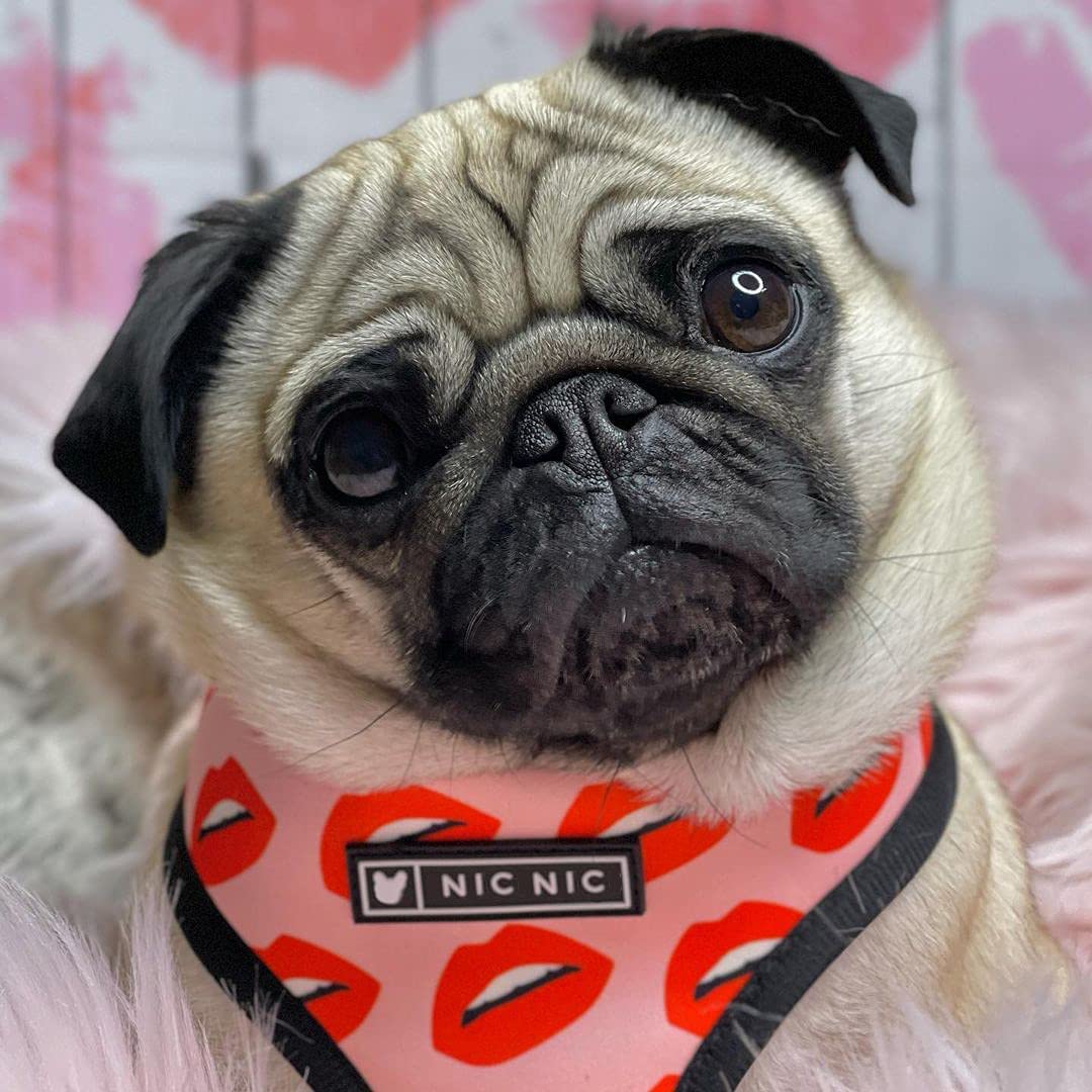 Luxury Red Lips Breathable Mesh Harness Chest Back + Traction - BIG FRENCHIES