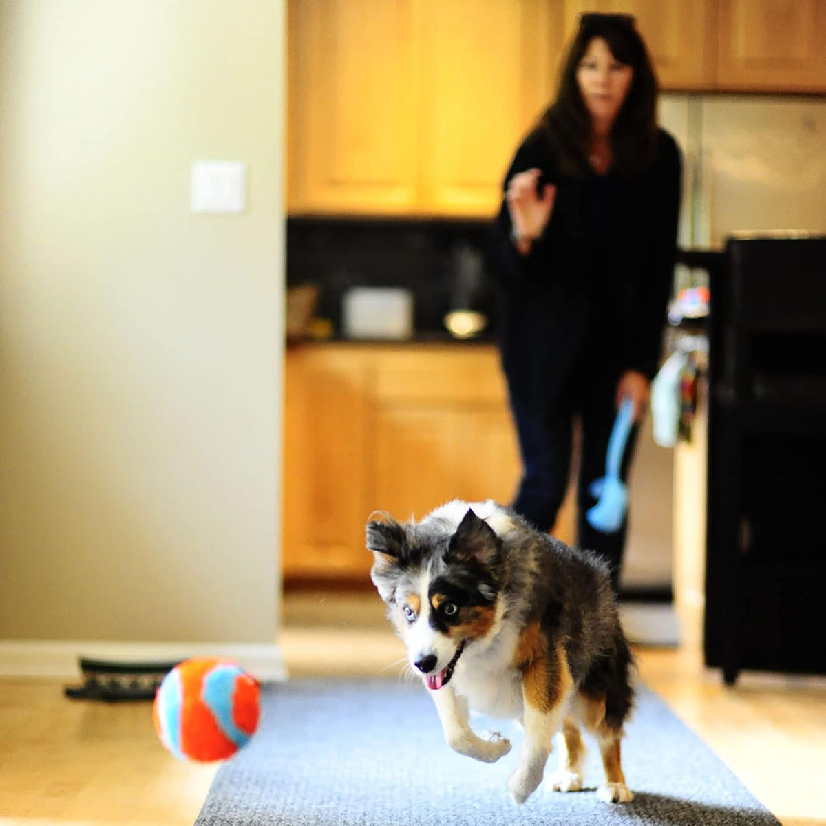 Chuckit! Indoor Fetch Ball Dog Toy, Orange and Blue - Orange & Blue Fetch Ball / 4.75 inches (12 Pack) - image 3