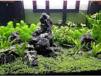 LANDEN Natural Tonwa Stones Slate Stones for Aquariums Terrariums, Paludarium,Vivariums, Reptile and Amphibian Enclosures (17lbs, 2 to 8 inches)