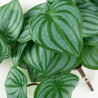 Fake Calathea Orbifolia, Reptile Terrarium Suction Plants – Essentials for Fish - Fake Calathea Orbifolia - image 3