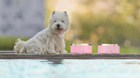 Alpine Set of 2 Stainless Steel Dog Bowls, Non Slip - 32 oz / Pink - image 4