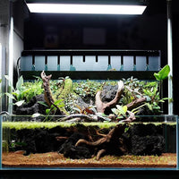 Anubias Live Aquarium Plants - Potted Freshwater Plant for Fish Tanks, Terrariums - Beginner Friendly Low Light (Congensis, 1 Pot)