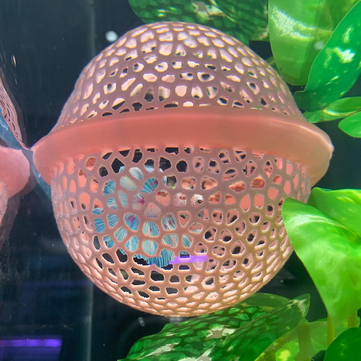 2pcs Wood Fish Feeding Ring for Aquarium，Floating Betta Hammock - Pink / 1pcs big and 1pcs small floating version