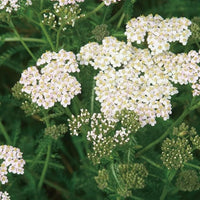 Aromatics International Yarrow Hydrosol 100ml | Herbal Aromatic Mist for Everyday Use