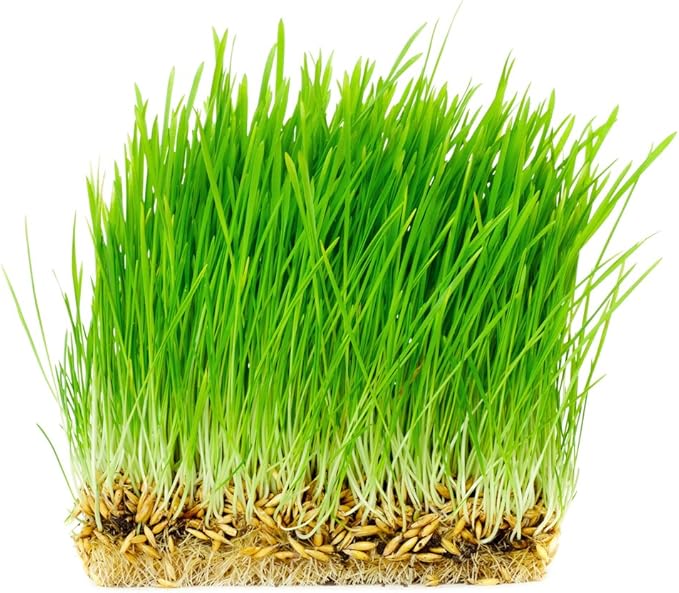 Thunder Acres Non GMO, Certified Organic, Oat Seed (1/2 lb.)