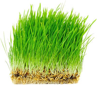 Thunder Acres Non GMO, Certified Organic, Oat Seed (2 lb.)