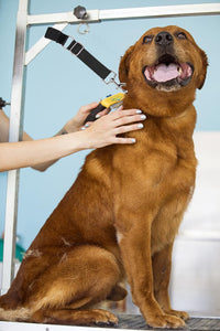 Pet Dog Grooming Arm Accessories - Black & Sky Blue - image 3