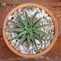 TOYPOPOR Horticultural Bonsai Pumice Succulent Cactus Plants Garden Turface Pumice Gravel Rock Tree Soil Additive Faster Draining Blend, Optimal Drainage, Improves Soil Aeration and Promotes Root 6lbs