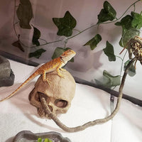 Reptiles Skull Hide Decorations Bearded Dragon Tank Accessories - Human Skull+Vine+Rattan+Leaf - image 4