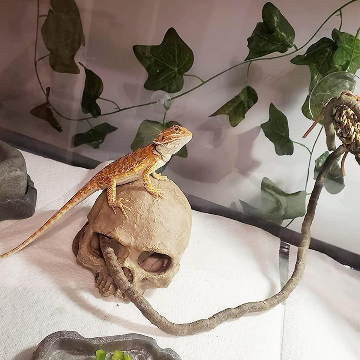 Reptiles Skull Hide Decorations Bearded Dragon Tank Accessories - Human Skull+Vine+Rattan+Leaf - image 4