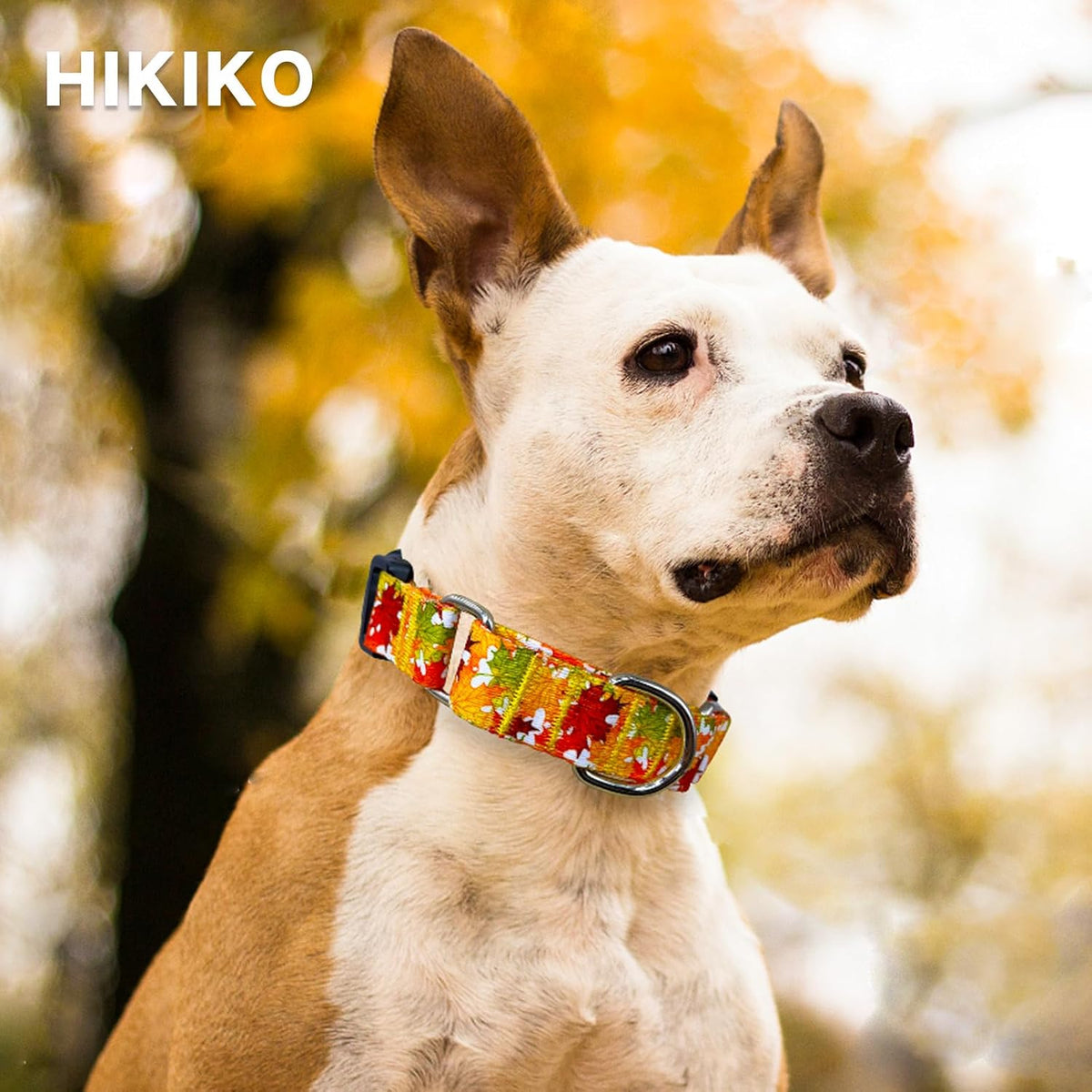Martingale Dog Collar with Buckle - Orange Leaves / Small - image 3