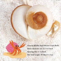 QEQEKAKA 2.7~3.5In Muffin Snail Hermit Crab Shells Natural Seashells - image 2