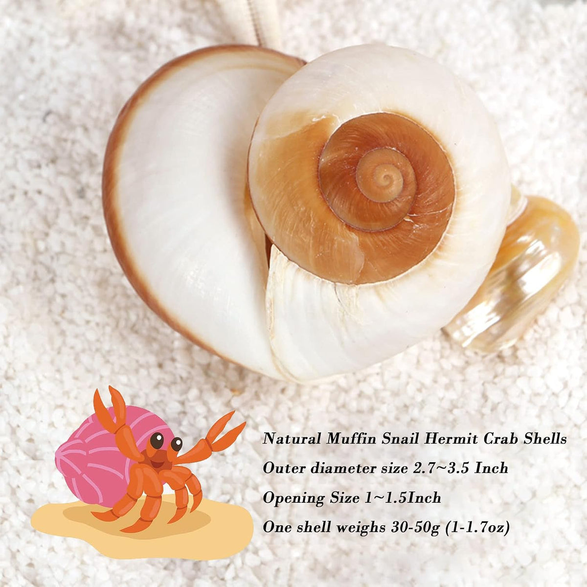 QEQEKAKA 2.7~3.5In Muffin Snail Hermit Crab Shells Natural Seashells - image 2