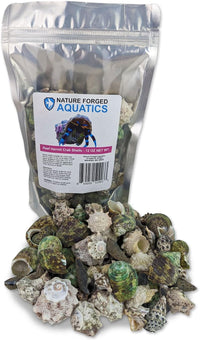 Reef Hermit Crab Shell Mix Spare Shells for Most Saltwater Hermit - image 2