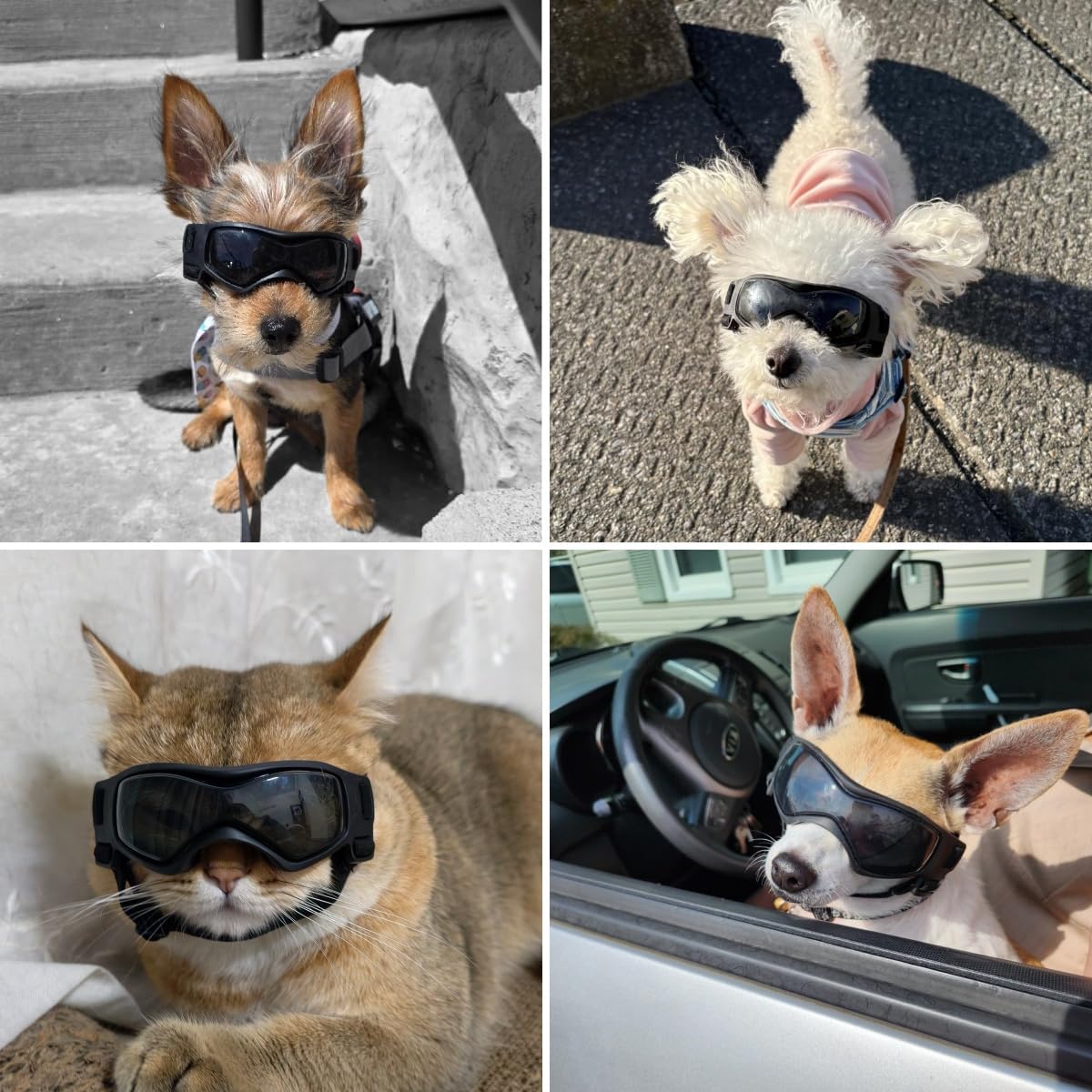 Dog Goggles Small Breed, Dog Sunglasses UV Protection Puppy Eyewear for Small Pet Outdoor Riding - X-Small / Black - image 2
