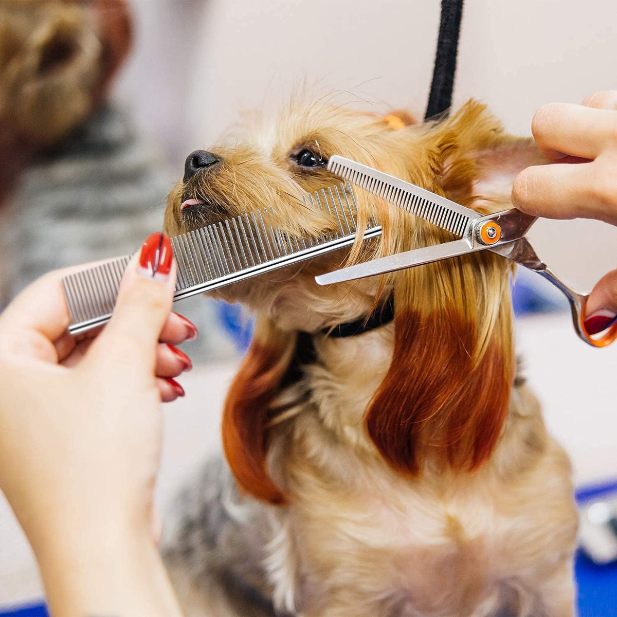 Dog Combs for Grooming, Metal Cat Comb for Long Haired – Essentials for Dogs - image 4