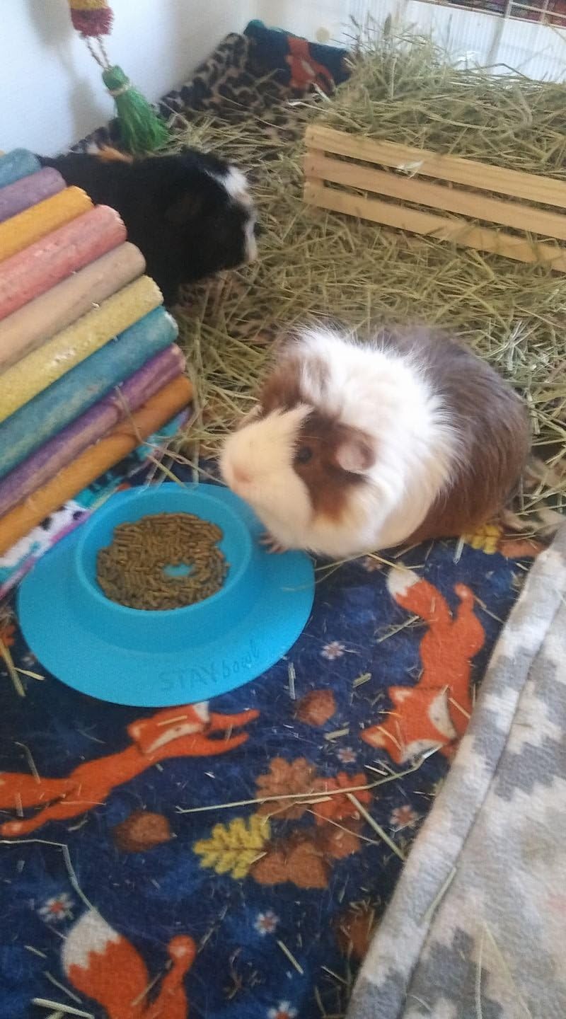Tip-Proof Bowl for Guinea Pigs and Other Small Pets, Sky Blue - Large - image 2