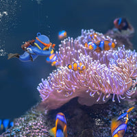 onesimcr Floating Fish Tank Decorations, Aquarium Decorations - Blue - image 2