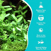 Live Aquarium Moneywort Bacopa (Monnieri) Plants - Long Lasting & Easy to Maintain - Removing Excess Nitrates - Promote High Water Quality - Stunning Appearance - Potted