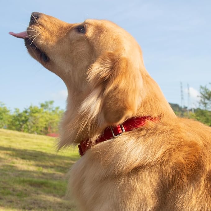 Hyhug Dog Collar for Large Dogs, Heavy Duty Red| Quick Release Nylon Buckle Collar, Adjustable & Durable Pet Supplies for Boy & Girl Dogs (Large, Red)