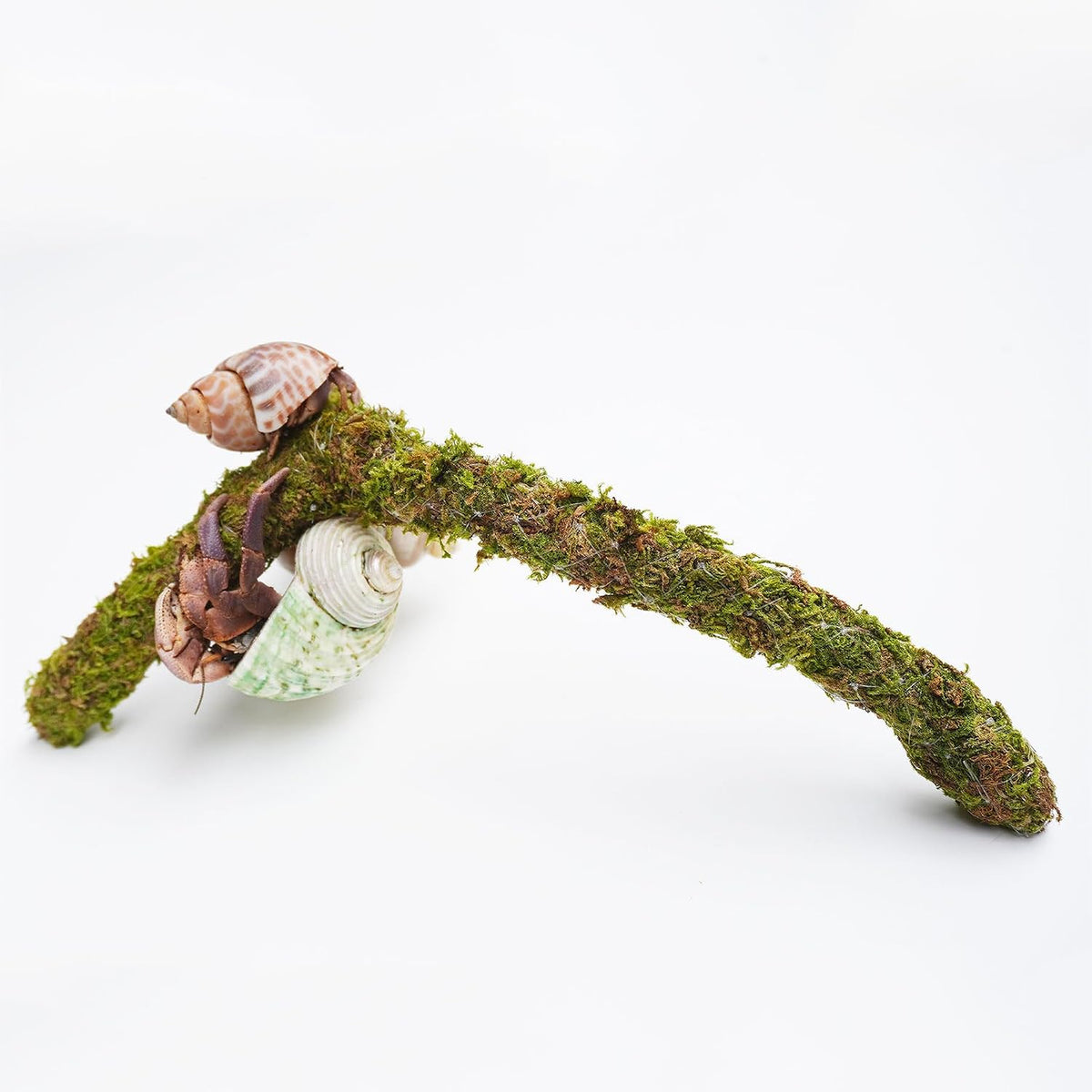 Hermit Crab Climbing Toys, Adjustable Hermit Crab Supplies - image 4