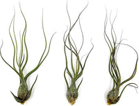 Live Air Plants - Tillandsia Butzii, Jumbo 7-9" - 3ct - Live Arrival Guaranteed - House Plants for Home Decor & Gift