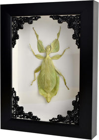 Tarantula or Leaf Insect in Gothic Shadow Box Frame | Mexican Gothic Taxidermy | Witch & Halloween Décor for Bedroom | Goth Home Décor (Leaf Insect)