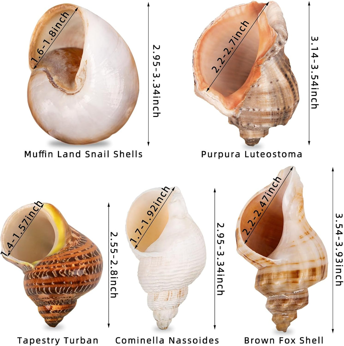 5PCS Large Hermit Crab Shells 2.8"-4" Seashells - image 3