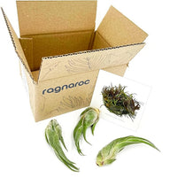 Air Plants - Tillandsia Seleriana, Large 4-6" - 3ct - Live Arrival Guaranteed - House Plants for Home Decor & Gift