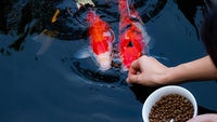 | Premium Floating Fish Food | Pond and Lake | Pellets | 2 Pounds