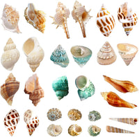 Lucky Baby 15+pcs Hermit Crab Shells Small to Medium Sea Conch Size