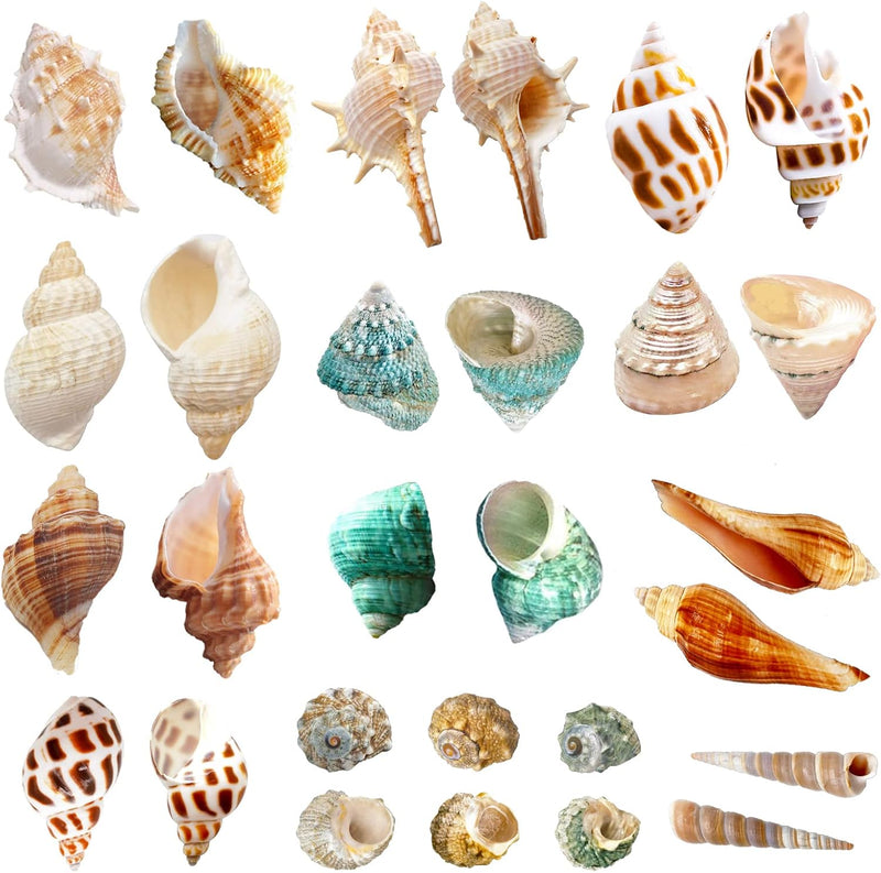 Lucky Baby 15+pcs Hermit Crab Shells Small to Medium Sea Conch Size