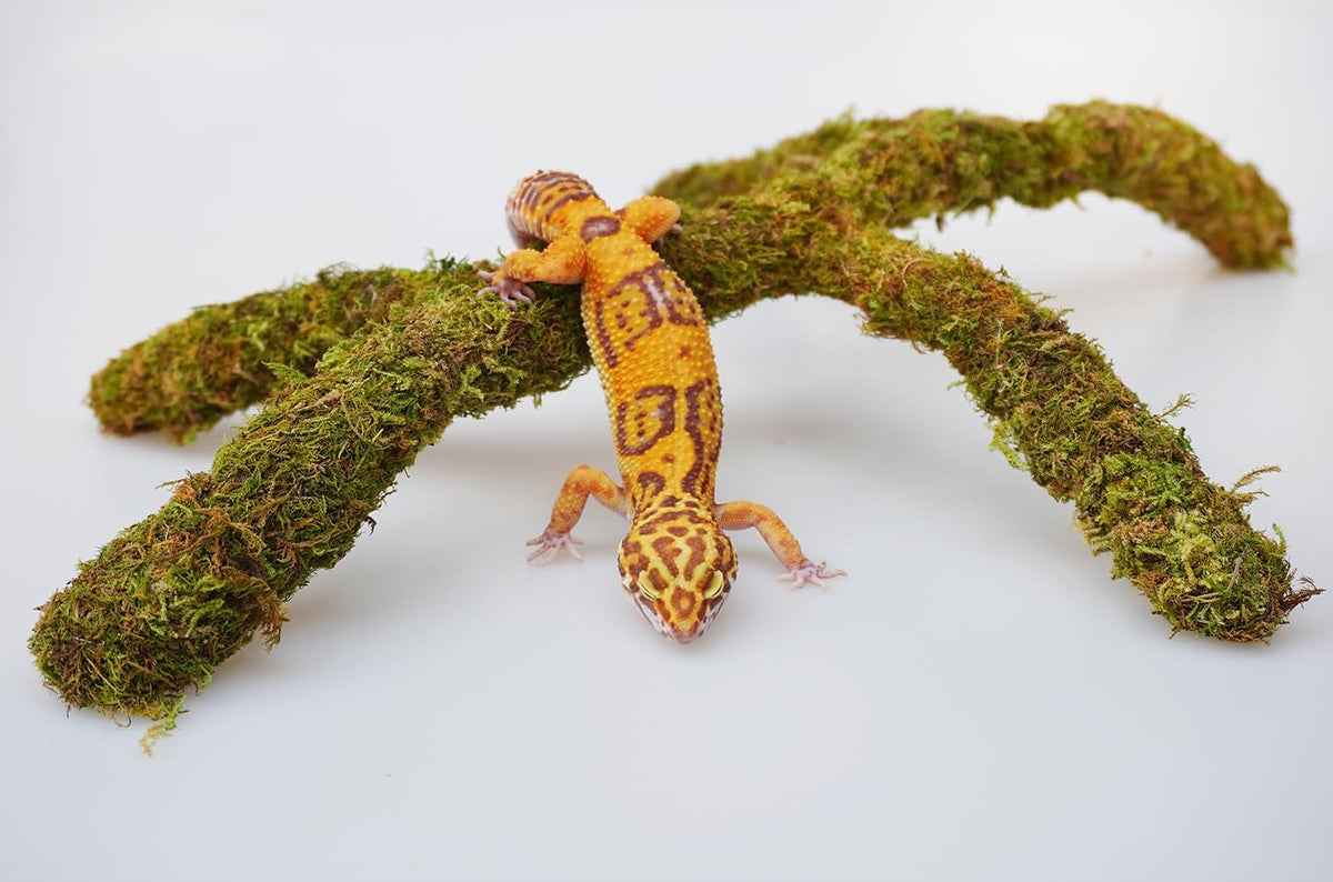 Leopard Gecko Tank Accessories - image 2