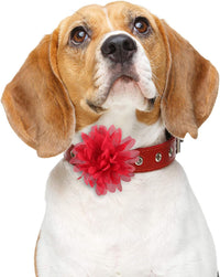 WILLBOND 20 Pcs 4.7 Inch Dog Collar Flowers Bow, Multicolored – Essentials for Dogs - 4 Inch - image 4