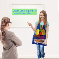 Boczif 3D anatomy apron for kids with removable stuffed organs on a labeled apron - view 2