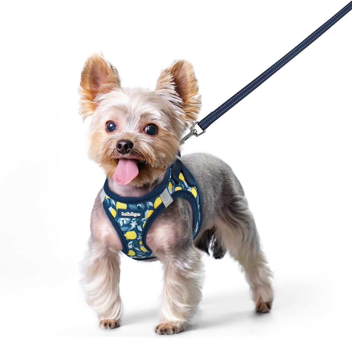 rabbitgoo Dog Harness Small Sized and Leash Set - Navy Lemon / Xs (chest: 13.3 - 15.5")