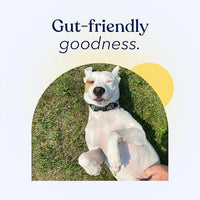 Honest Paws Probiotics for Dogs - Dog Digestion Gut Health Probiotic Powder with Prebiotic Made in The USA, Digestive and Immune Support - Digestive Enzymes with Pumpkin Flavor (30 Sticks)