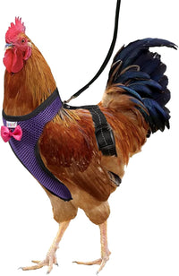Adjustable Chicken Harness Diaper - Medium / purple